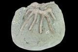 Fossil Crinoid (Agaricocrinus) - Crawfordsville, Indiana #132804-1